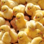 فروش جوجه گوشتی راس ،کاپ با خرید پرواری