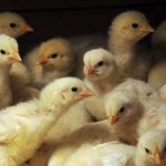 فروش جوجه گوشتی راس ،کاپ با خرید پرواری